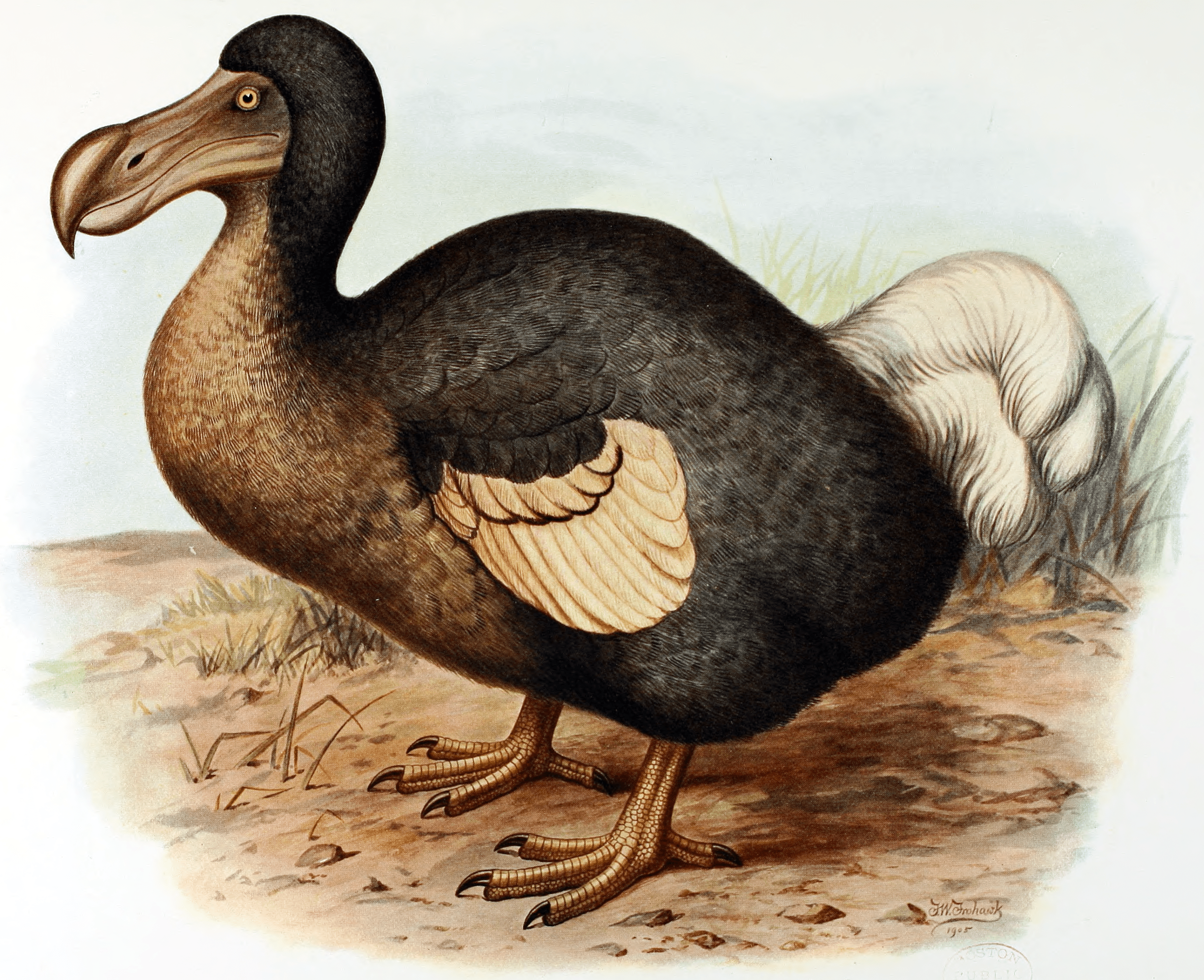 don't be a dodo
